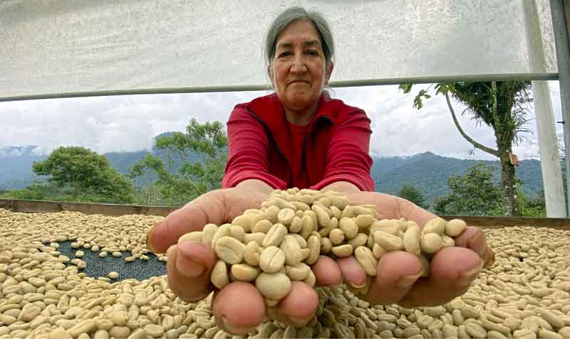 Wilma Peñaherrera muestra con orgullo los granos de su café de altura, que produce en su finca en Nanegalito. Foto: Patricio Terán / EL COMERCIO