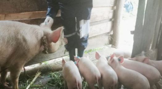 La peste porcina africana no representa un peligro para los humanos pero sí es letal para los cerdos. Foto: Agrocalidad