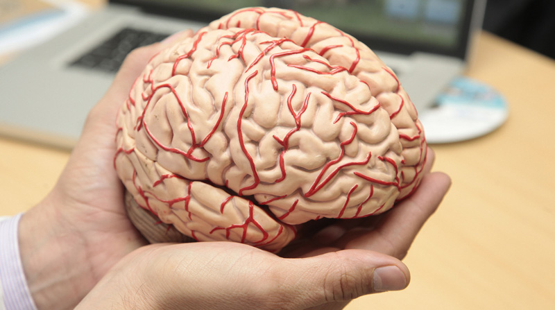 El 22 de julio se celebra el Día Mundial del Cerebro. Foto: Archivo