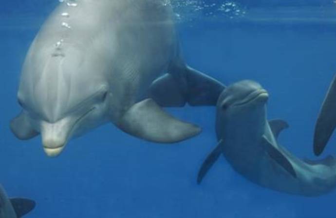 El esperma de los delfines se adaptó para permitir la reproducción en el medio marino. Foto: EFE/OCEANOGRÀFIC