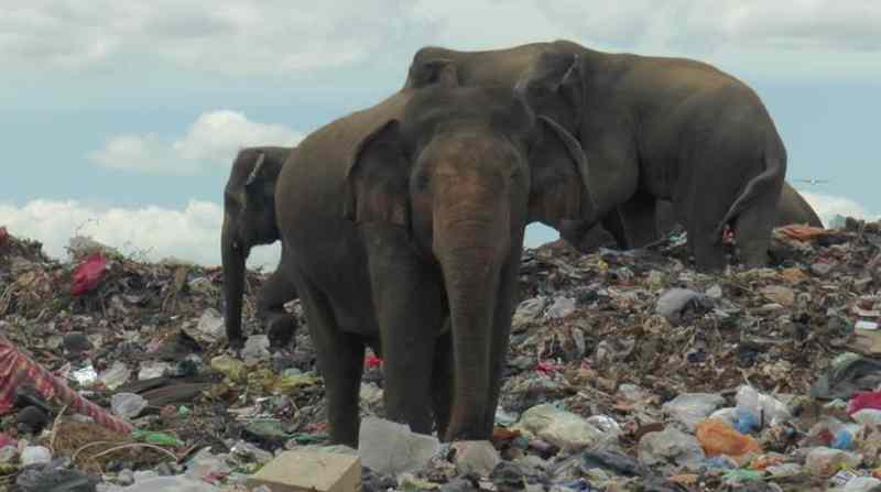 Los elefantes buscan comida en los botaderos de basura en Sri Lanka por el conflicto humano-animal. Foto: Reuters