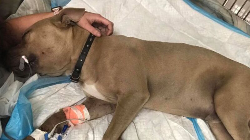 Zeus, un pitbull de 9 meses, dio su vida por salvar la de sus dueños en Florida, EE.UU. Foto: Facebook de Georgina Richardson