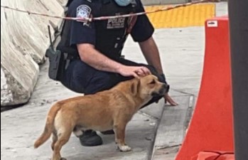 La imagen de un perro que ha cruzado la frontera entre México y Estados Unidos ha conmovido a usuarios de redes sociales. Foto: Facebook