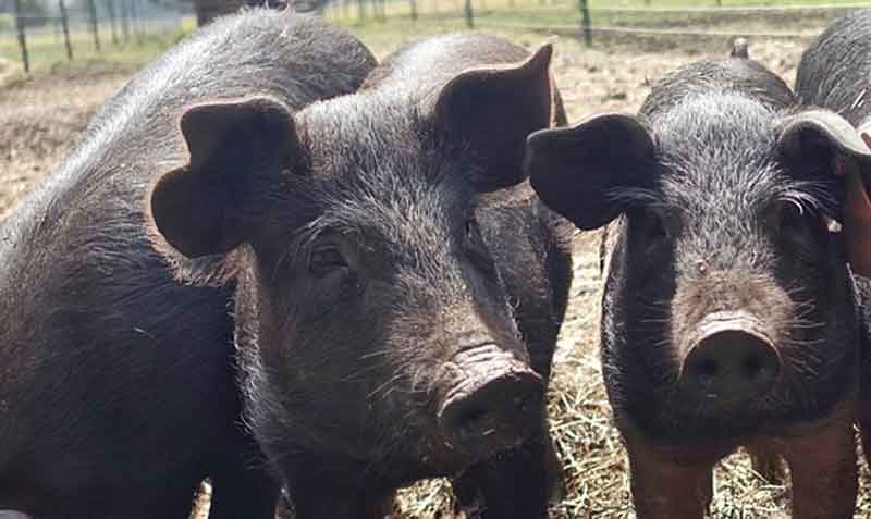 Imagen referencial. La peste porcina africana, es una grave enfermedad viral que afecta a los cerdos domésticos y silvestres. Foto: PIxabay