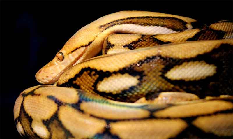 Imagen referencial. La serpiente fue retirada de la vivienda y trasladada a un centro de conservación para animales. Foto: Pixabay