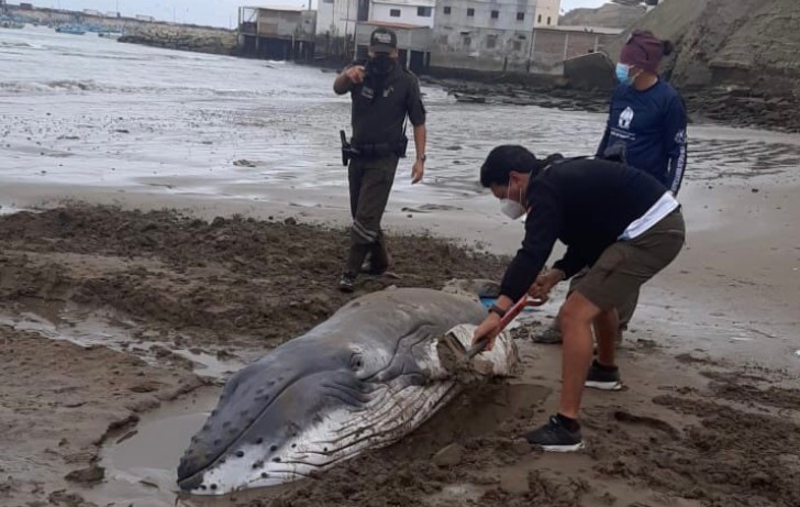 Los moradores del lugar afirmaban que el animal varado era la cría de una ballena. Foto: Cortesía ECU 911