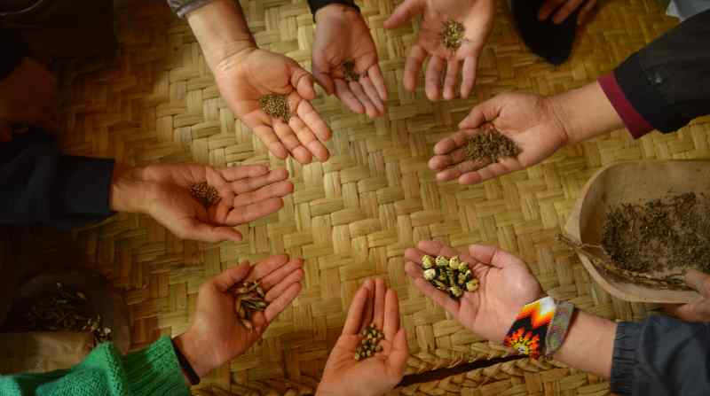 El apoyo de las comunidades indígenas y campesinas de todo el país es vital para el proceso de recopilación e intercambio de semillas para esta nueva campaña. Foto: Cortesía Red de Guardianes de Semillas del Ecuador