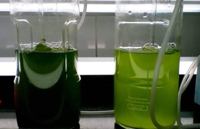 Microalgas son analizadas para crear biocombustibles
