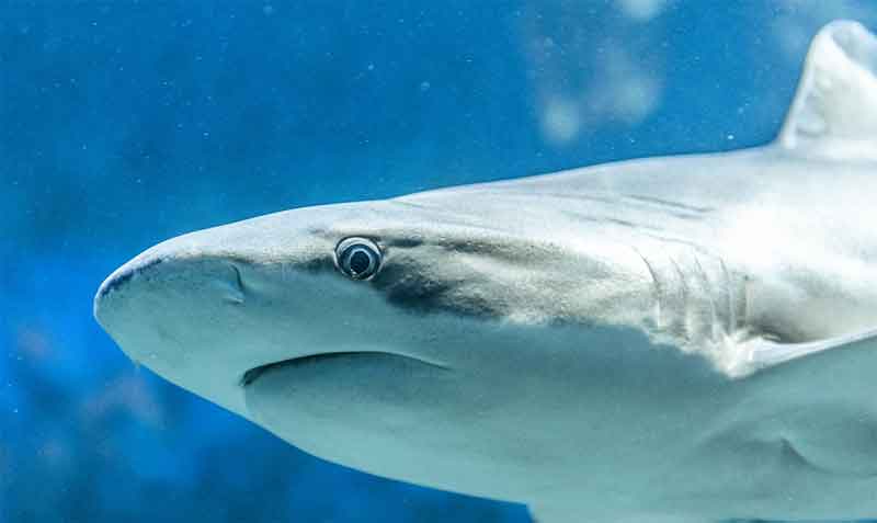 Imagen referencial. El ataque del tiburón es el octavo que se produce en Florida en lo que va del 2021. Foto: Pixabay