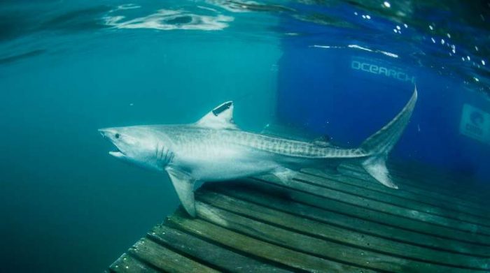 El hallazgo de esta hembra de tiburón tigre representa el primer registro del desplazamiento de esta especie entre las dos áreas protegidas. Foto: Cortesía R. Snow/Ocearch