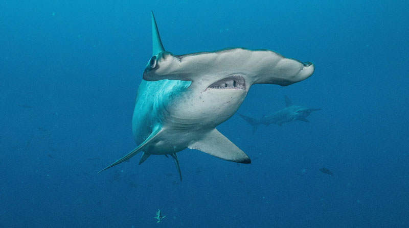 Científicos del Parque Nacional Galápagos alertaron que un tiburón hembra que viajó 4 000 kms, regresa a Galápagos y no se sabe dónde está. Foto: EFE