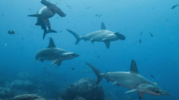 Un velo de misterio cubre al momento a Cassiopeia, una hembra de tiburón martillo común que cumplió un viaje de ida y vuelta de más de 4 000 kilómetros desde el archipiélago ecuatoriano de Galápagos hasta Centroamérica, y cuyo paradero, por ahora, se desconoce.  Foto: EFE