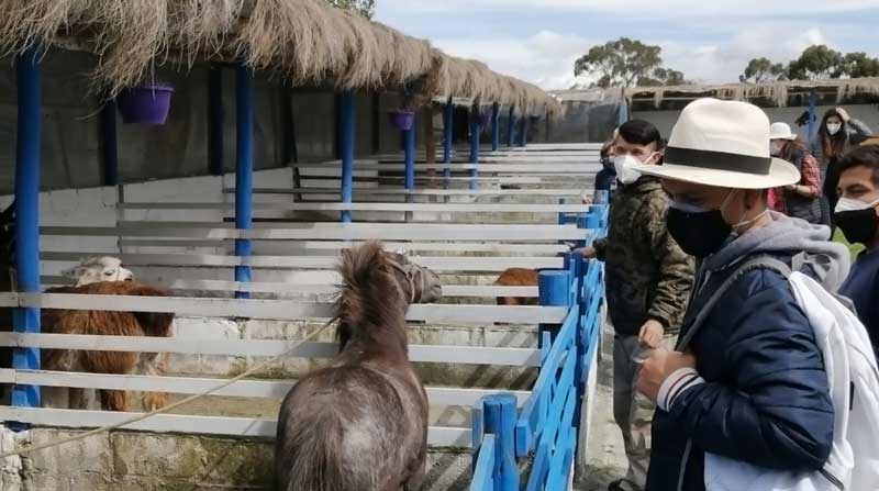 La hacienda El Rejo es ganadera, por lo que el turista puede compartir las actividades. Foto: Modesto Moreta / EL COMERCIO