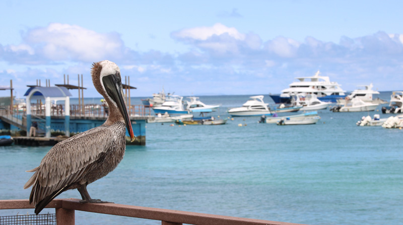 El Ministerio de Turismo informó que, a partir del sábado 23 de octubre de 2021, a las 00:00, los requisitos para ingresar a Galápagos se actualizan para todos los pasajeros mayores de 2 años. Foto: EFE