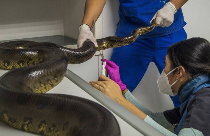 Una anaconda llegó este año al zoológico de Quito. Cortesía Zoológico de Quito en Guayllabamba
