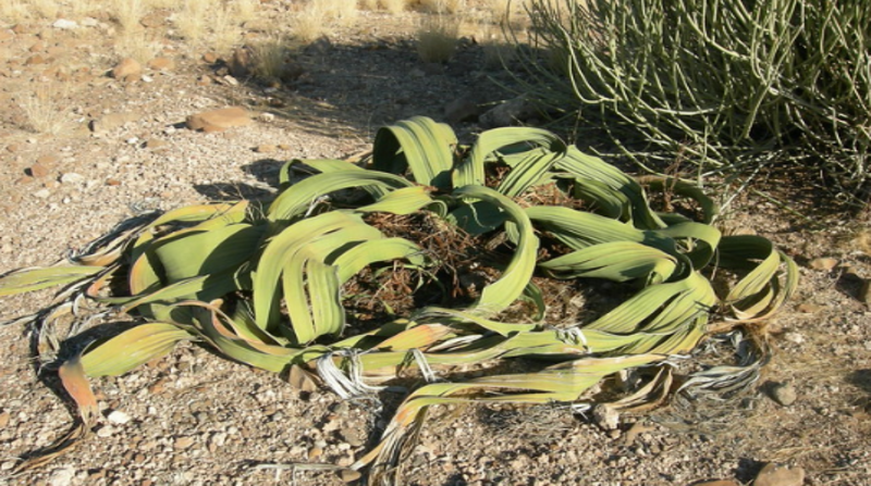 Imagen referencial. El estudio de Welwitschia podría ayudar a los humanos a producir cultivos más resistentes en el contexto del calentamiento global. Foto: Flickr