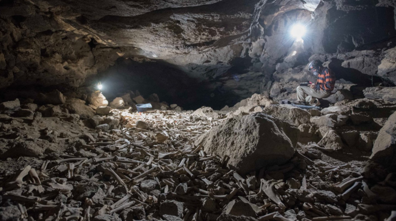 De acuerdo a los investigadores, esta horda de huesos probablemente fue secuestrada por hienas rayadas, cuyos propios restos esqueléticos también se encontraron en la cueva, junto con sus excrementos fosilizados. Foto: Twitter de @huw_groucutt