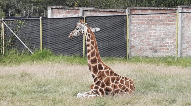 El pasado 28 de julio de 2021 falleció la jirafa macho debido a una obstrucción abdominal, cardiopatías y otras afectaciones preexistentes. Foto: Cortesía Lindon Sanmartín