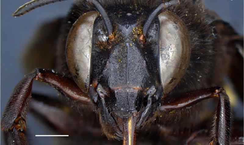 La abeja presenta, en su mayoría, rasgos masculinos en su lado izquierdo y rasgos femeninos a la derecha, según la investigación. Foto: EFE / Inabio
