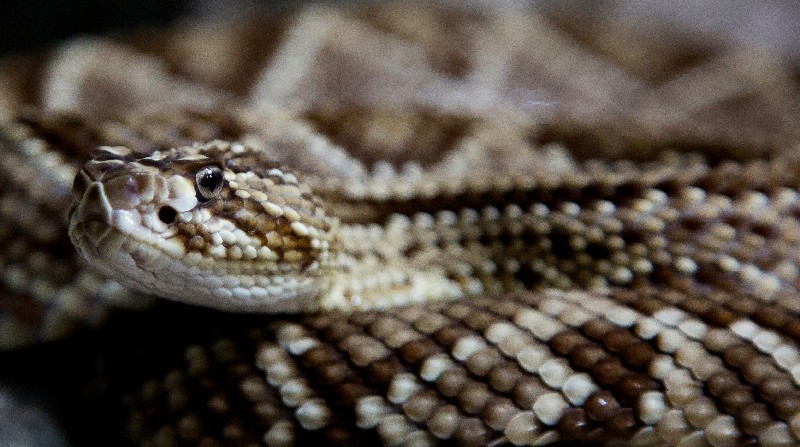 El sonido que produce la serpiente de cascabel ha sido interpretado como una simple señal acústica para advertir de su presencia. Foto: EFE