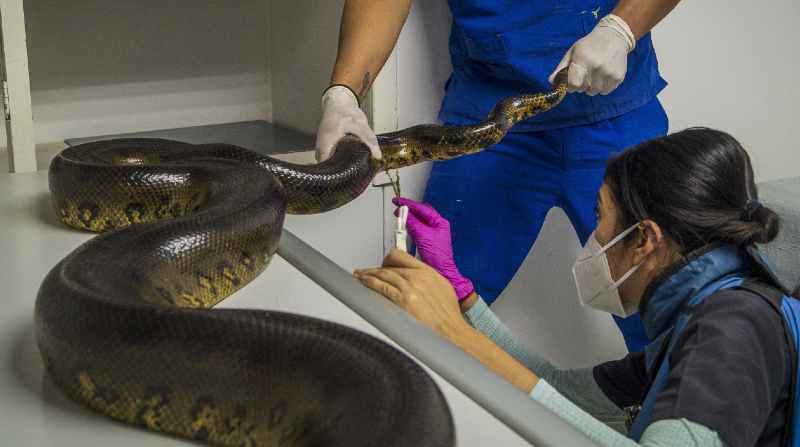 Una anaconda llegó este año al zoológico de Quito. Foto: Cortesía Zoológico de Quito en Guayllabamba