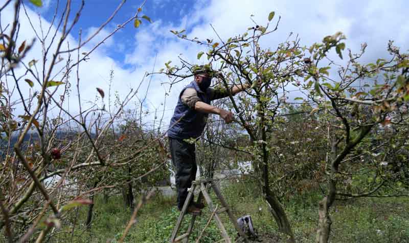 Avelino Ramírez utiliza una pequeña escalada elaborada con madera para llegar a las ramas más altas de los árboles de frutas. Foto: Glenda Giacometti / EL COMERCIO