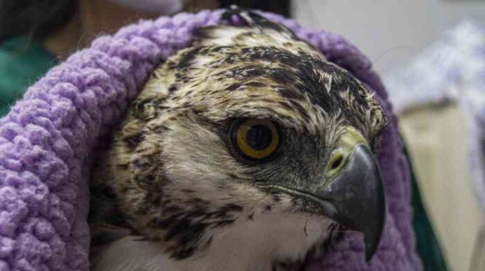 Un águila andina llegó este año al Zoológico de Quito en Guayllabamba. Esta especie está en peligro en el país. Foto: Cortesía Zoológico de Quito en Guayllabamba