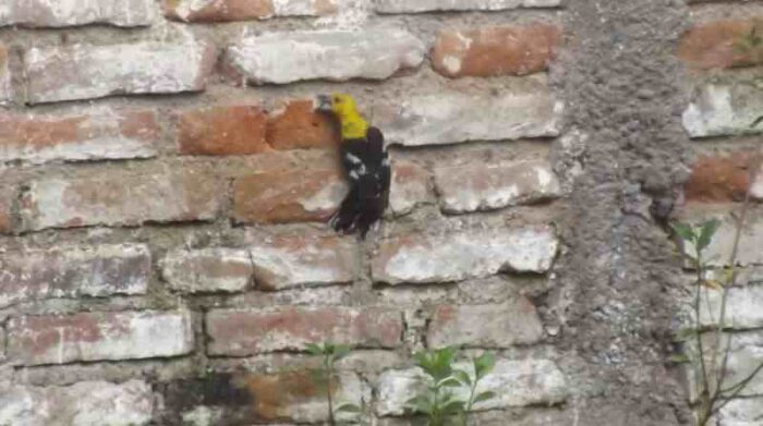 El estudio revela que cuatro especies de pájaros en Pichincha y Azuay obtienen parte de su comida en muros de ladrillo y hormigón. Foto: Cortesía Colectivo Pajareando Ando Ecuador