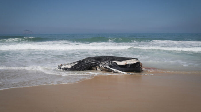 Los ambientalistas expresan su preocupación por los casos, pues se da entre ballenas jóvenes. Foto: EFE