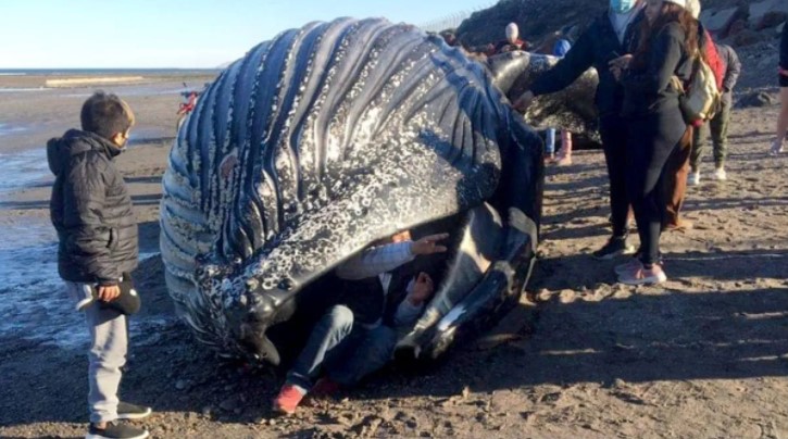 Autoridades de Argentina alertaron sobre el peligro para la salud de las personas que se tomaban 'selfies' con una ballena muerta en la playa. Foto: Telam