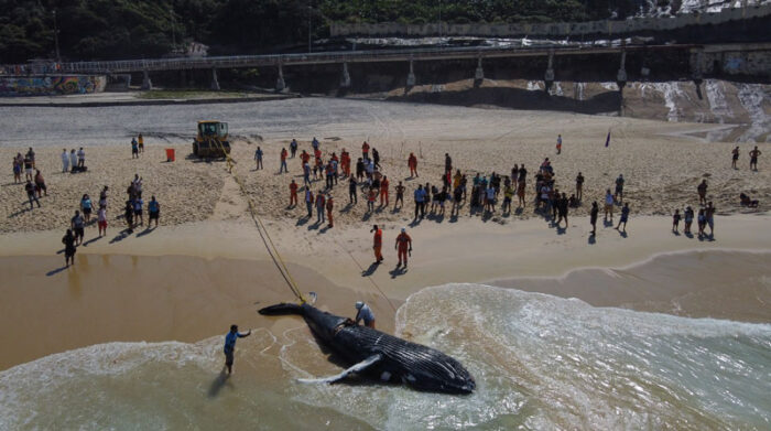 131 las ballenas jorobadas han encallado en las arenas de Brasil este 2021, un triste récord tras los 122 cetáceos que fallecieron en playas brasileñas cuatro años atrás. Foto: EFE