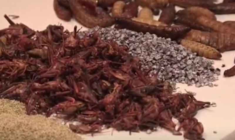 La Dirección General de Alimentación y Veterinaria de Portugal aprobó el consumo de siete especies de insectos. Foto: captura