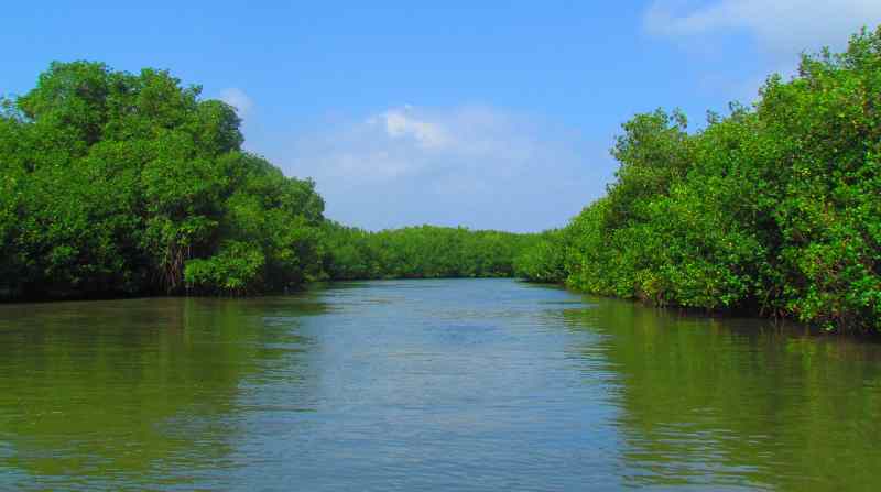 La situación de los manglares genera alerta