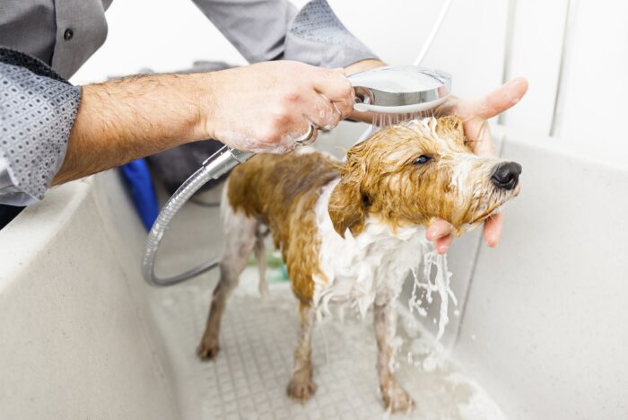 Los propietarios deben bañar a los perros con un champú hidratante y con filtro solar. Foto: Freepik