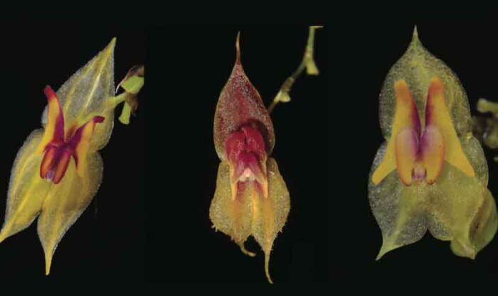 Las tres nuevas especies de orquídeas fueron descubiertas en las provincias de Pichincha, Imbabura y El Oro. Foto: Ministerio del Ambiente