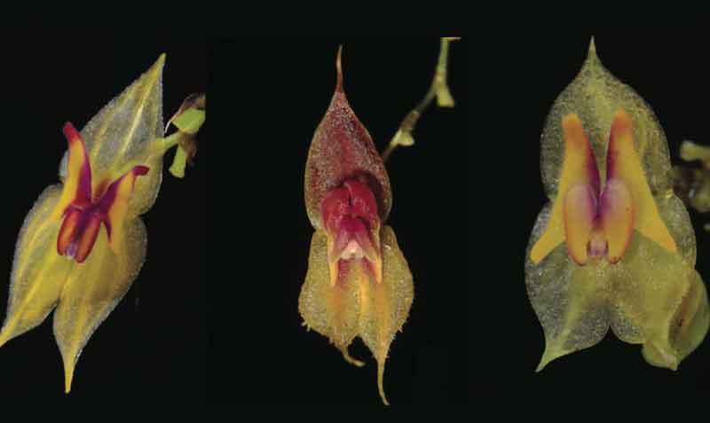 Las tres nuevas especies de orquídeas fueron descubiertas en las provincias de Pichincha, Imbabura y El Oro. Foto: Ministerio del Ambiente