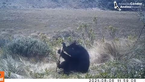 El oso de anteojos es captado mientras juega con una especie de rama o palo. Foto: Captura de pantalla