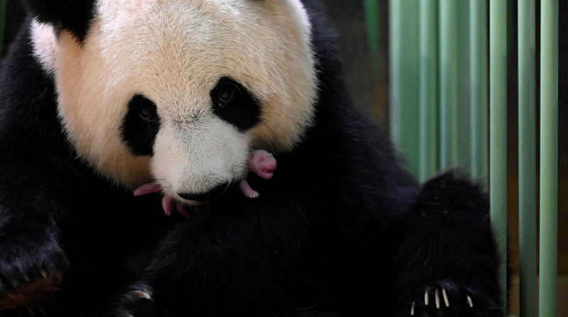Huan Huan, la hembra panda que dio a luz en un zoológico de Francia, aparece con una de las crías. Foto: EFE