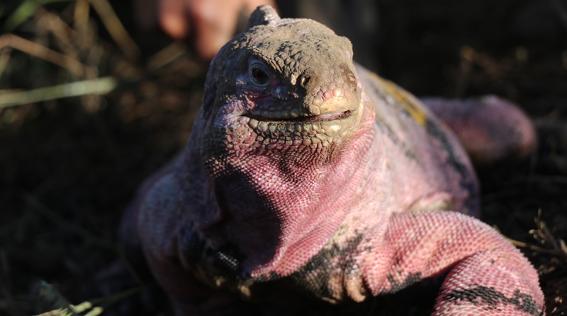 La mayoría de iguanas rosadas habita a una altura mayor a los 1500 msnm. Foto: EFE/ Parque Nacional Galápagos