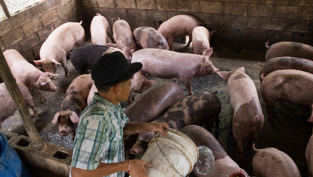 Cerdos permanecen en el corral de una granja el 10 de agosto de 2021 en Cevicos (República Dominicana). Foto: EFE