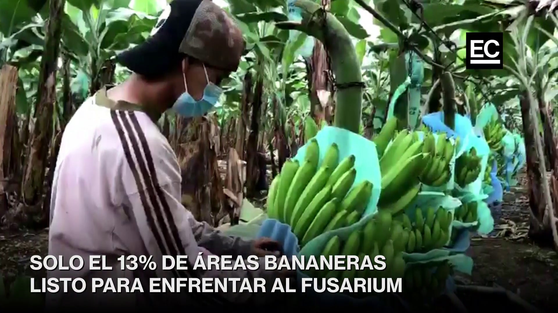 En Ecuador, solo el 13% de las zonas productoras de musáceas (banano, plátano, orito, entre otros) cuenta con infraestructura completa relacionada a medidas de bioseguridad contra el Fusarium Raza 4. Captura video