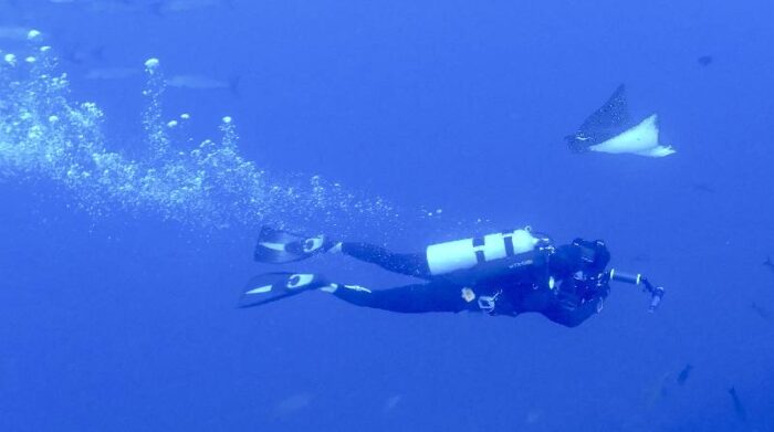 Buceadores pueden registrar sus observaciones en la aplicación Shark Count Galapagos. Foto: Cortesía Alex Hearn