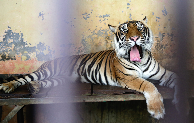 Imagen referencial. Según el parque temático, el tigre "nunca alcanzó a abandonar" las instalaciones. Foto: archivo EFE