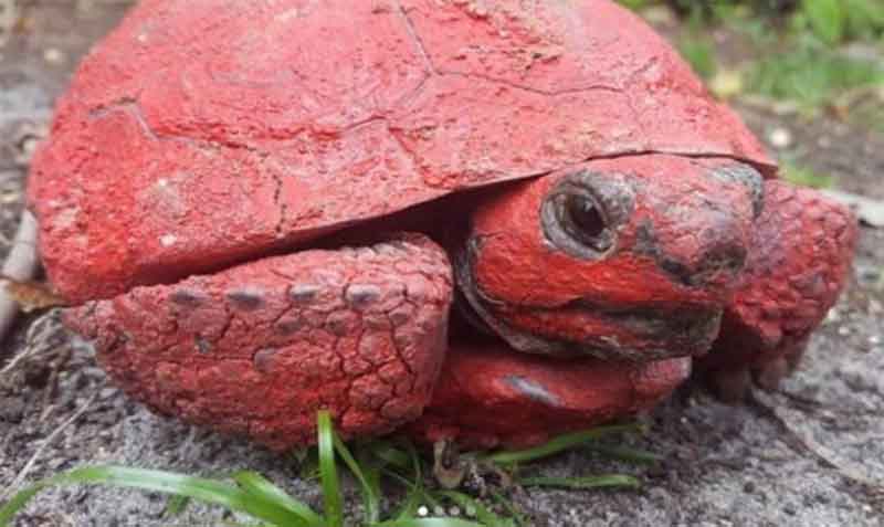 La pintura puede causarles problemas respiratorios y permitir que los productos químicos pasen al torrente sanguíneo de la tortuga. Foto: Twitter @MyFWC