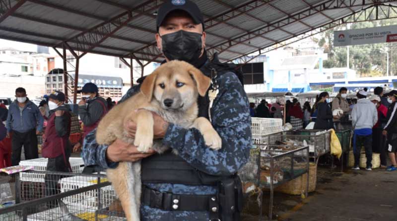 En Riobamba está vigente una ordenanza municipal que prohíbe la venta de mascotas en sitios públicos, calles, mercados. Foto: Cortesía