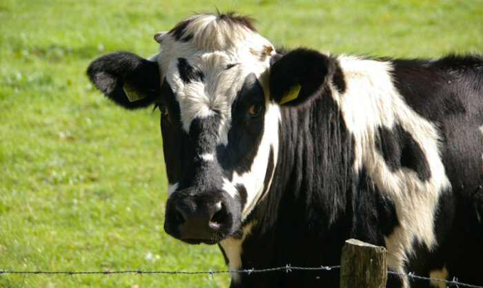 Imagen referencial. El protocolo sanitario exige la suspensión temporal de importación de carne cuando se detecta un caso de encefalopatía espongiforme bovina. Foto: Pixabay