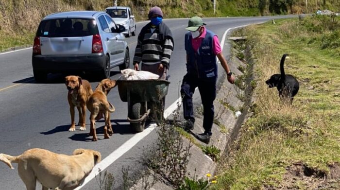 La avenida Princesa Toa, en el suroriente de Quito, es conocida como 'la calle de los perritos', por el alto número de canes que allí se ve. Foto: Cortesía de la Unidad de Bienestar Animal