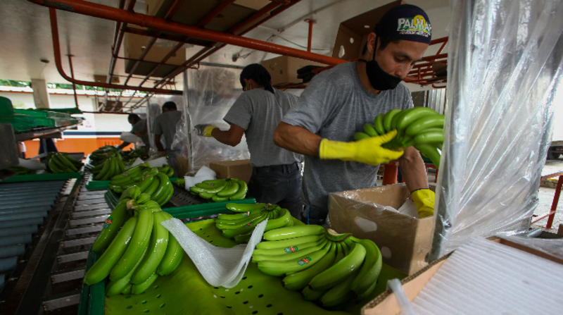 Imagen referencial. Cacaoteros, camaroneros, plataneros y bananeros aplauden la intención del Gobierno de avanzar hacia un acuerdo comercial con China. Foto: ARCHIVO EL COMERCIO