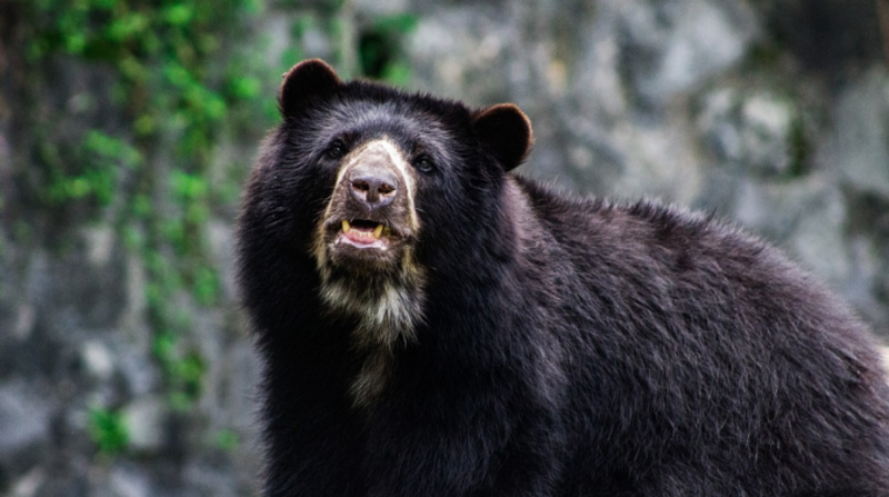Imagen referencial. La población actual del oso andino está en riesgo debido a la perdida de las zonas arbóreas en las que vive y la caza furtiva. Foto: Pixabay