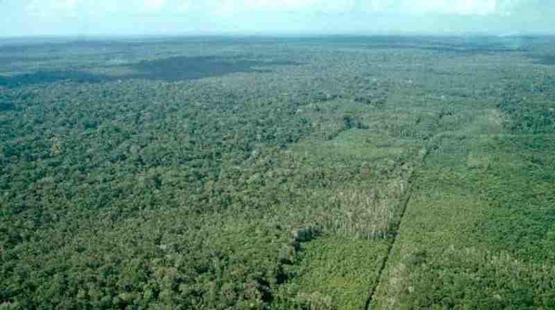 En la actualidad, se estima que un 17% del bosque amazónico ha sufrido deforestación y degradación. Foto: EFE